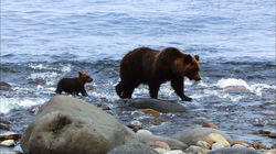 Shiretoko, Brown Bears of the Shore