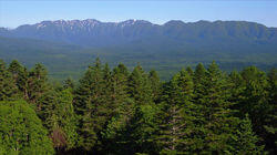 The Forest of Higashi-Taisetsu