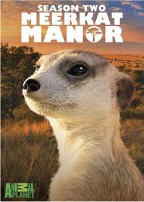 Meerkat Manor - Season 2