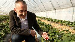 Strawberries and Watercress