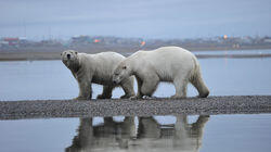 Polar Bears