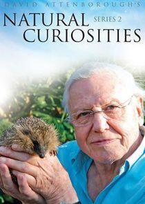 David Attenborough's Natural Curiosities - Season 2