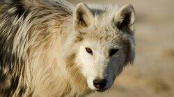 White Wolves: Ghosts of the Arctic