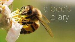 A Bee's Diary