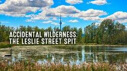 Accidental Wilderness: The Leslie Street Spit