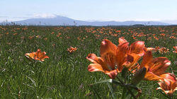 Okhotsk Summer Flower Garden