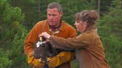 Sitka: Talons, Tails and Fins Sitka: Talons, Tails and Fins