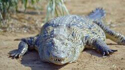 Crocs and Hippos of Ndumo