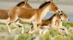 Wild Horses of the Himalayas