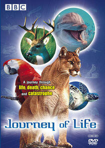 Journey of Life