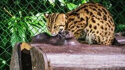 Formosan Clouded Leopard