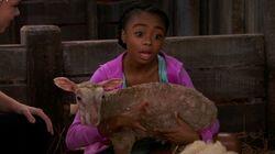 Zuri Has a Little Lamb