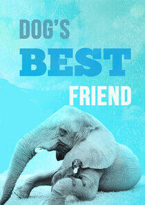 Dog's Best Friend