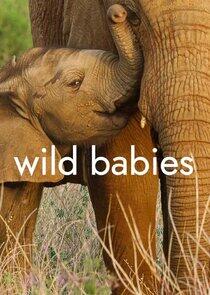 Wild Babies