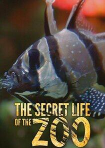 The Secret Life of the Zoo