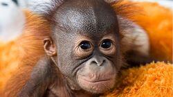 Red Ape: Saving the Orangutan