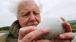 Attenborough's Wonder of Eggs