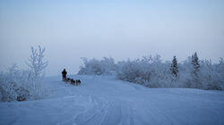 Hounds of the Arctic