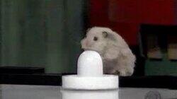 He's Not Heavy, He's My Hamster He's Not Heavy, He's My Hamster