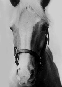 Mister Ed