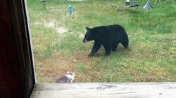 There's a Bear in MY Fridge