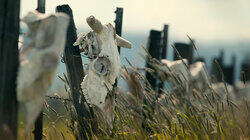 Mysterious Mutilations Mysterious Mutilations