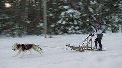 Dog Mushing