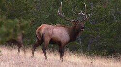 Protecting Montana's Wild