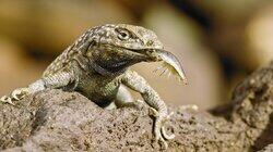 Andy and the Swollen-Nosed Side-Blotched Lizard