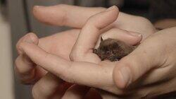 Nathusius' Pipistrelle Bat