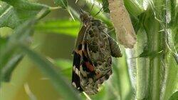 The Painted Lady Butterfly