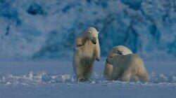 Polar Bear Winter