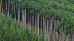 Kitayama Cedar: Lending a Quality of Polished Dignity and Beauty Kitayama Cedar: Lending a Quality of Polished Dignity and Beauty