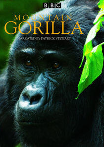 Mountain Gorilla