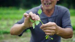 Chinese Motherwort