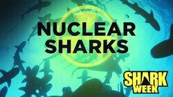 Nuclear Sharks