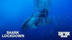 Shark Lockdown