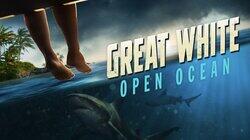 Great White Open Ocean