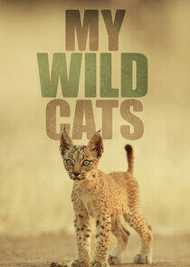 My Wild Cats