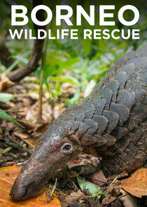 Borneo Wildlife Rescue