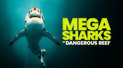 Megasharks of Dangerous Reef