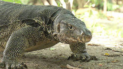 Urban Kingdom - Water Monitor, Thailand