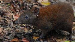 Australia's First 4 Billion Years - Strange Creatures