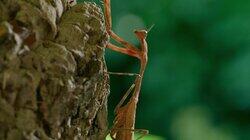 Praying Mantis