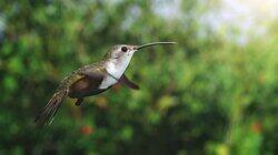 Hummingbird