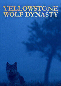 Yellowstone Wolf Dynasty