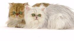 American Shorthair, Savannah, Cat Came Back' Stories, Scottish Fold, Persian, Ragdoll, Sphynx