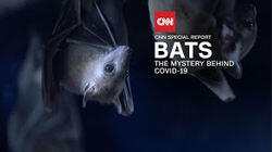 Bats: The Mystery Behind COVID-19