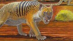 Thylacoleo: The Wildcard