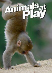 Animals at Play